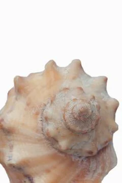Seashell, isolated on white background, close-up Stock Photos
