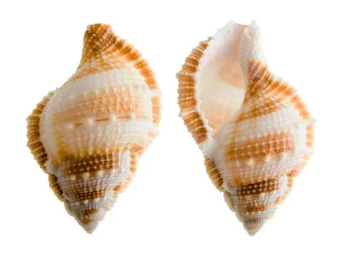 Seashell isolated on white background Stock Photos