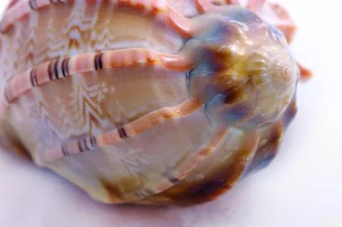 Seashell isolated on white background Stock Photos