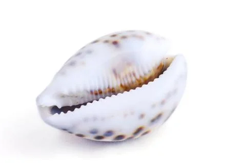 Seashell isolated on white background Stock Photos