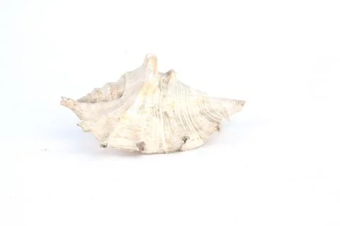 Seashell isolated on white background Stock Photos