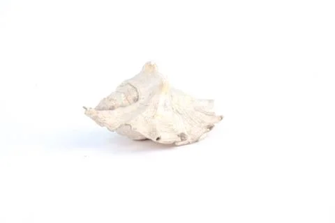 Seashell isolated on white background Foto stock