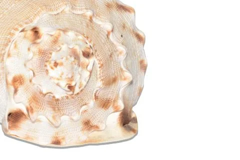 Seashell isolated on white background Stock Photos