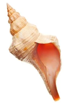 Seashell isolated on white background Foto stock