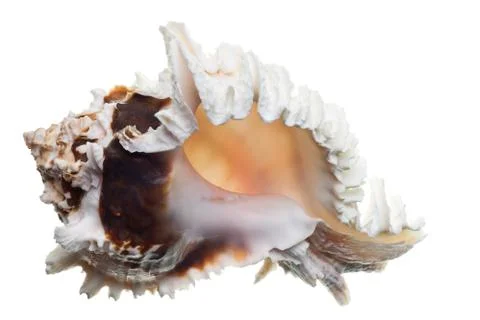 Seashell isolated on white background Stock Photos