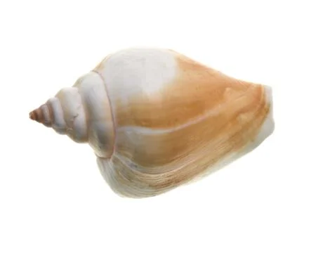 Seashell isolated on white background Stock Photos