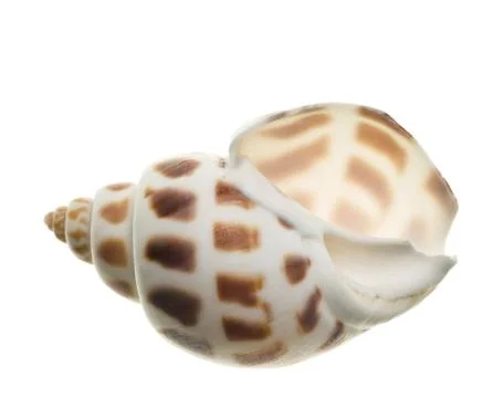 Seashell isolated on white background Stock Photos