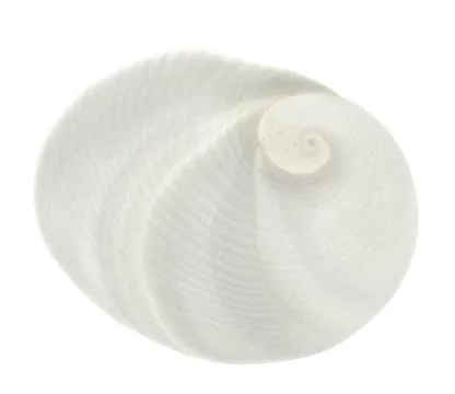Seashell isolated on white background Stock Photos