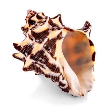 Seashell isolated on white background Stock Photos