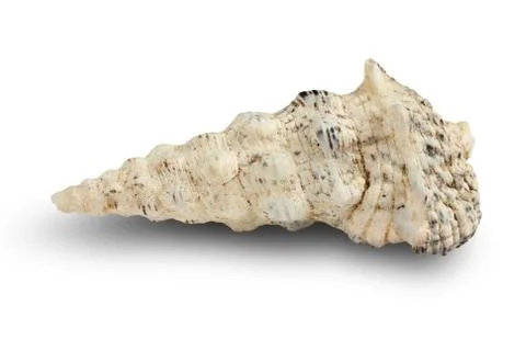 Seashell isolated on a white background. Stock Photos