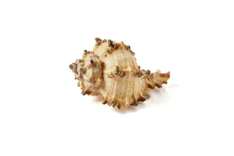 Seashell isolated on a white background. Stock Photos