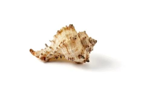 Seashell isolated on a white background. Stock Photos