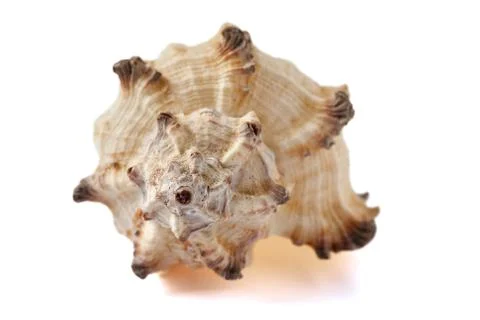 Seashell isolated on a white background. Stock Photos