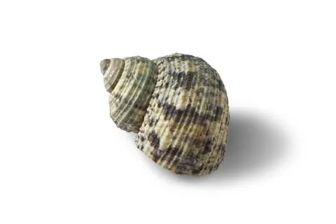 Seashell isolated on a white background. Stock Photos