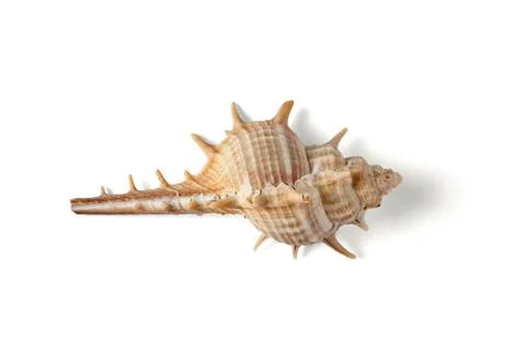 Seashell isolated on a white background. Stock Photos