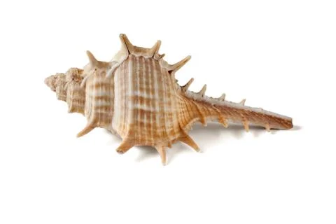 Seashell isolated on a white background. Stock Photos