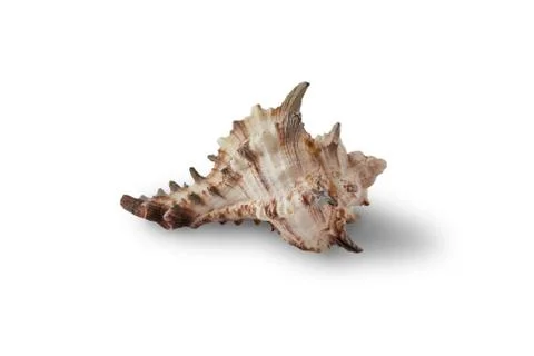 Seashell isolated on a white background. Stock Photos