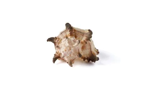 Seashell isolated on a white background. Stock Photos