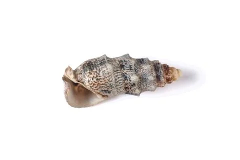Seashell isolated on a white background. Stock Photos