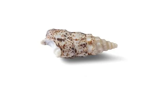 Seashell isolated on a white background. Stock Photos