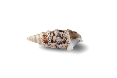 Seashell isolated on a white background. Stock Photos
