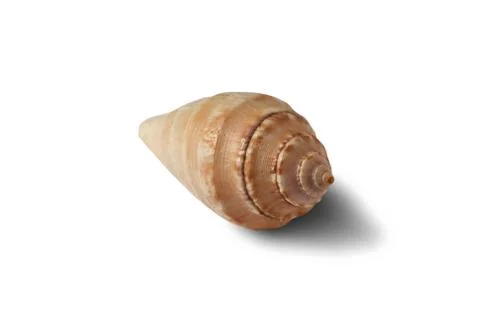 Seashell isolated on a white background. Stock Photos