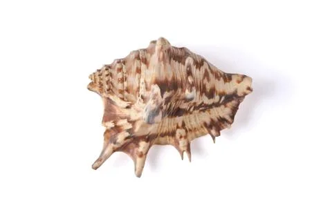 Seashell isolated on a white background. Stock Photos