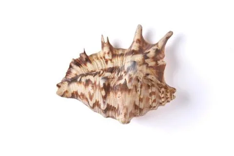 Seashell isolated on a white background. Stock Photos