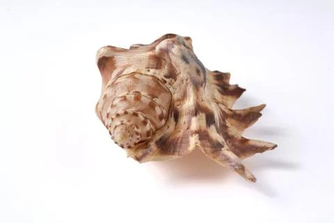 Seashell isolated on a white background. Stock Photos