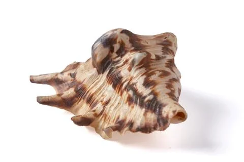 Seashell isolated on a white background. Stock Photos