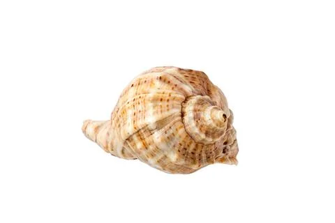 Seashell isolated on a white background. 写真素材