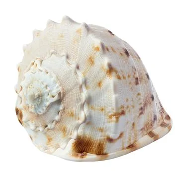 Seashell isolated on white background Stock Photos