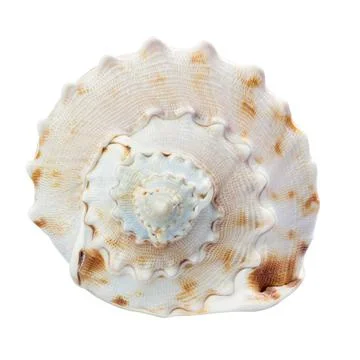 Seashell isolated on white background Stock Photos