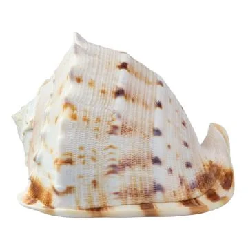 Seashell isolated on white background Stock Photos