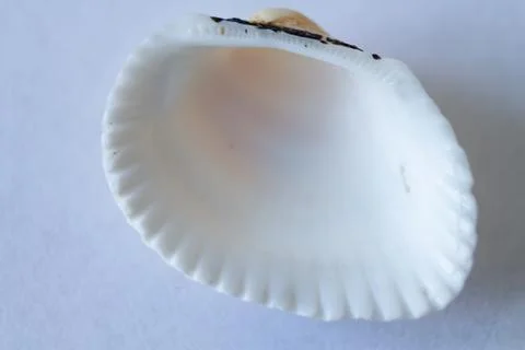 Seashell isolated on white background Stock Photos