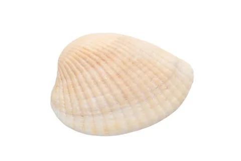 Seashell isolated on a white background. Stock Photos