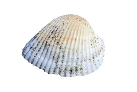 Seashell isolated on white background Fotos Stock