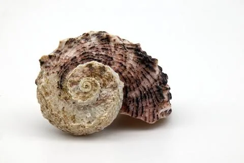 Seashell isolated on white background. Space for text Stock Photos