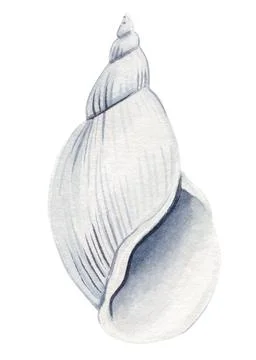 Seashell on isolated white background, watercolor painting illustration sea Stock Illustration