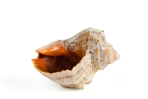 Seashell isolated from white Foto stock