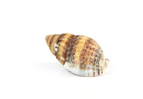 Seashell isolated from white Stock Photos