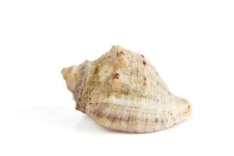 Seashell isolated from white Foto stock