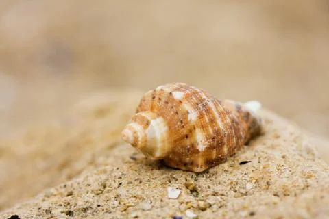 Seashell isolated from white Stock-Fotos