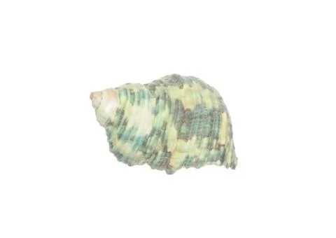 Seashell isolated on white Stock Photos