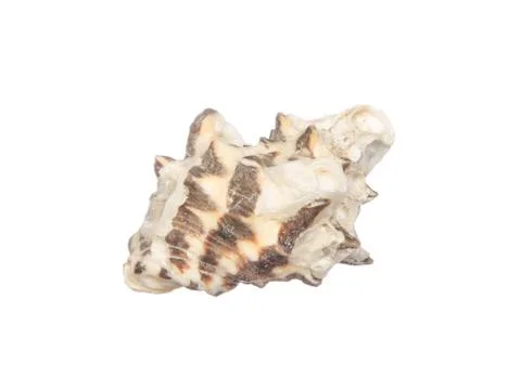 Seashell isolated on white Stock-Fotos