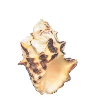 Seashell isolated on white Stock Photos