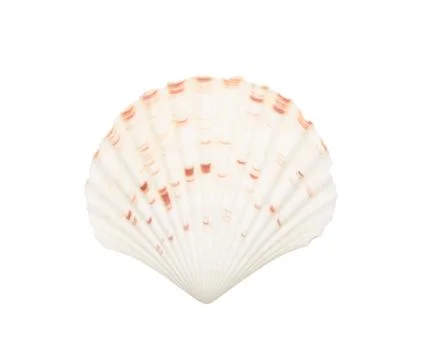 Seashell isolated on white Stock Photos