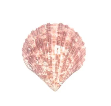 Seashell isolated on white 스톡 사진