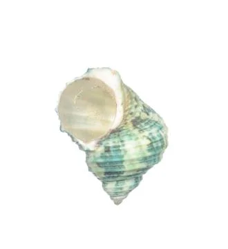 Seashell isolated on white Stockfoto's