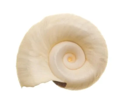 Seashell isolated on white Stock Photos